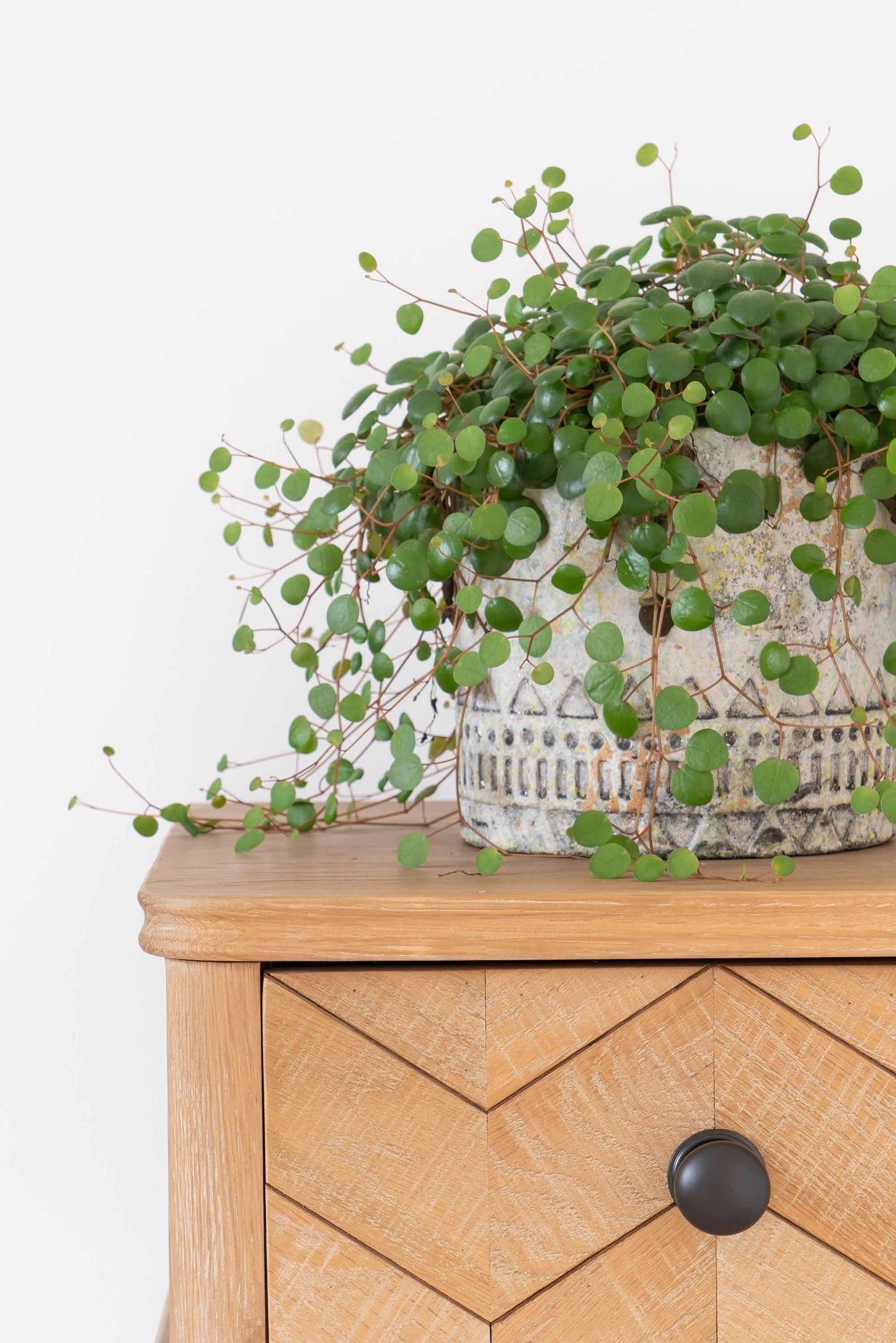 From The Anvil Mushroom Cabinet Knob