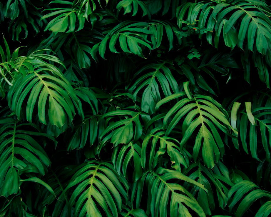 Origin Murals Rainforest Leaves Emerald 300cm X 240cm