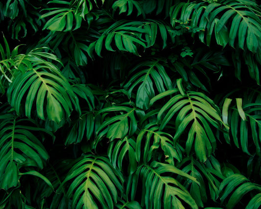 Origin Murals Rainforest Leaves Emerald 300cm X 240cm