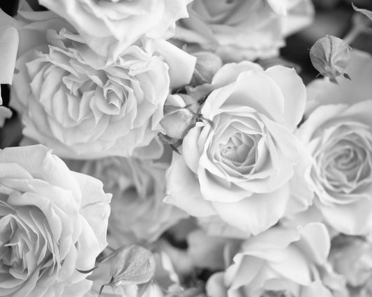 Origin Murals Petals Dove Grey 350cm X 280cm