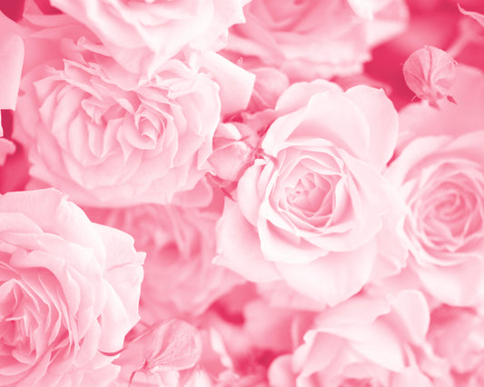 Origin Murals Petals Rose Pink 300cm X 240cm