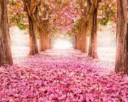 Origin Murals Blossom Trees Rose Pink 350cm X 280cm