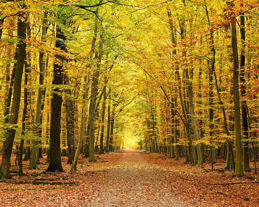 Origin Murals Autumn Forest Spice 300cm X 240cm